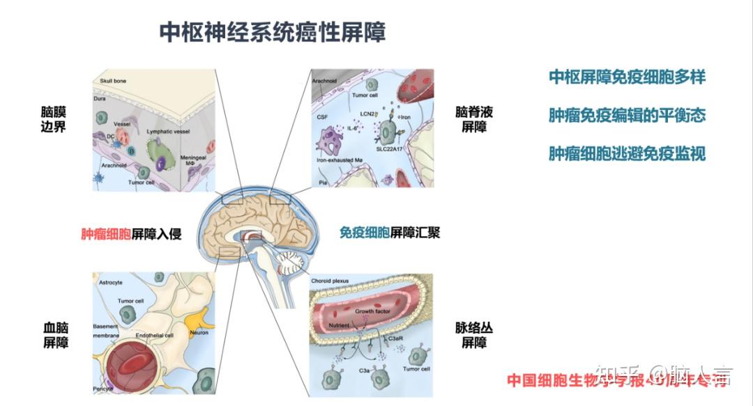 像地铁线路中枢？我国科学家探索人类脑区分工图